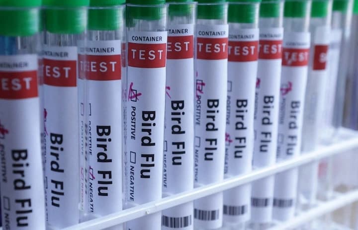 New Zealand Bird Flu: स्थानीय पक्षी में H5N1 का पहला मामला, दुर्लभ प्रजातियों को बचाने के लिए अलर्ट